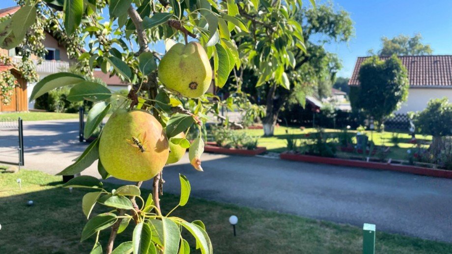 Detail Obstb�ume im Garten Oststeite Zweifamilienhaus Wiggensbach